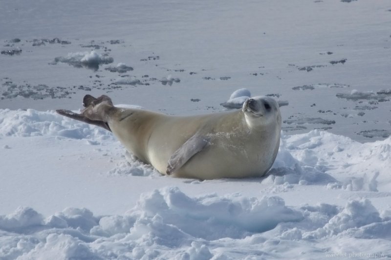 A Leopard Seal at Lemaire Channel, Antarctica