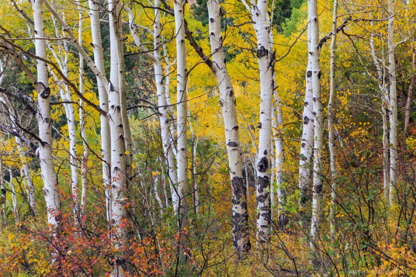 Jud Wiebe Memorial Trail, Telluride