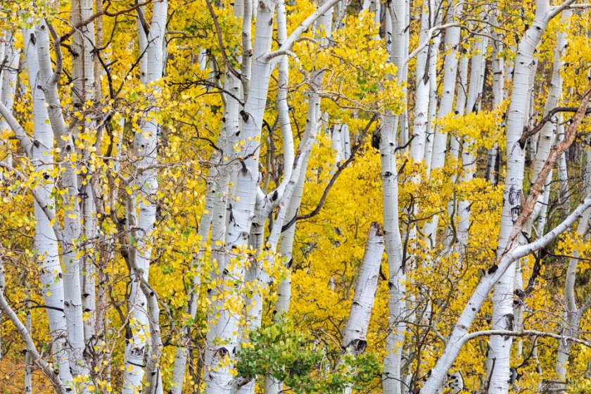 Last Dollar Road, Telluride