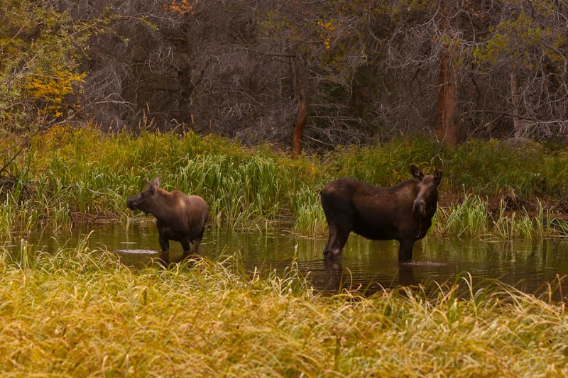 Moose Family, Bear Lake Rd., Rocky Mountain National Park