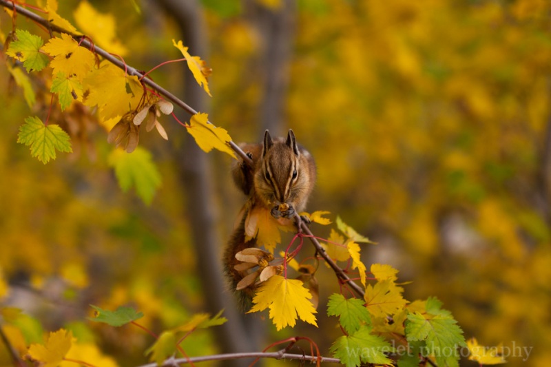 The Cutest Chipmunk, Rocky Mountain National Park