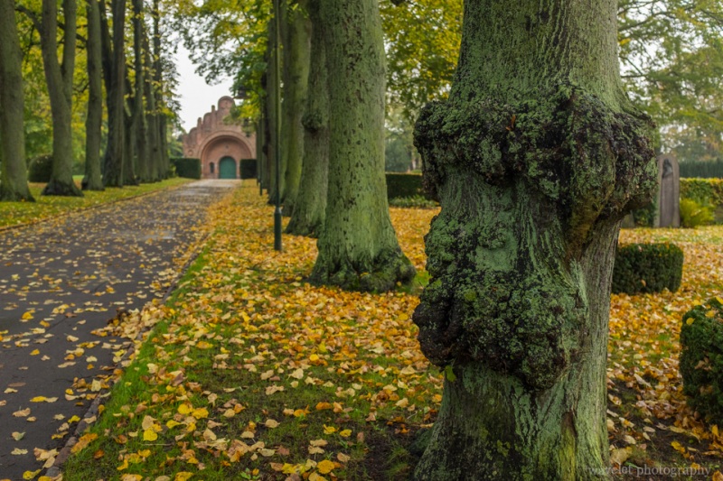 Greyfriars Cemetery (Gråbrødre Kirkegård), Rosklide