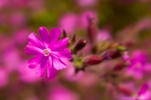 dscf1928_crop