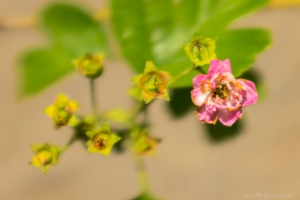 dscf1957_crop