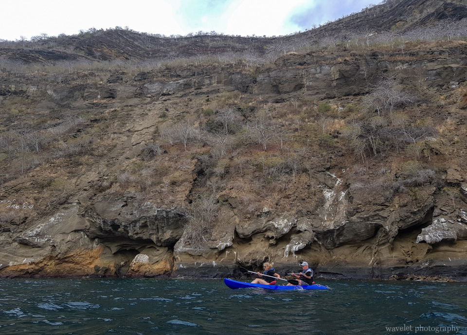 Kayaking at Caleta Tagus, Isabela Island
