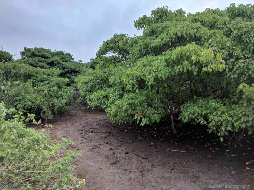 Bahía Urbina, Isabela Island