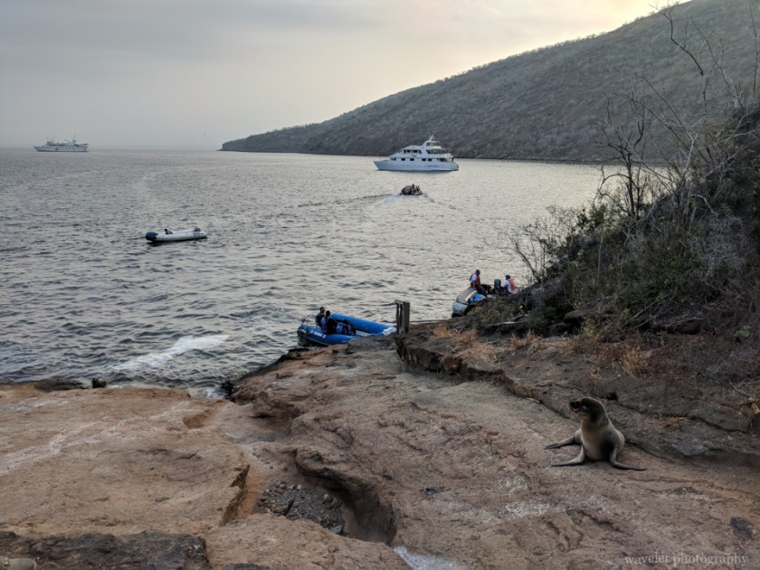 Caleta Tagus, Isabela Island