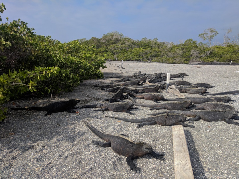 Marine Iguana, Punta Espinoza, Fernandina Island