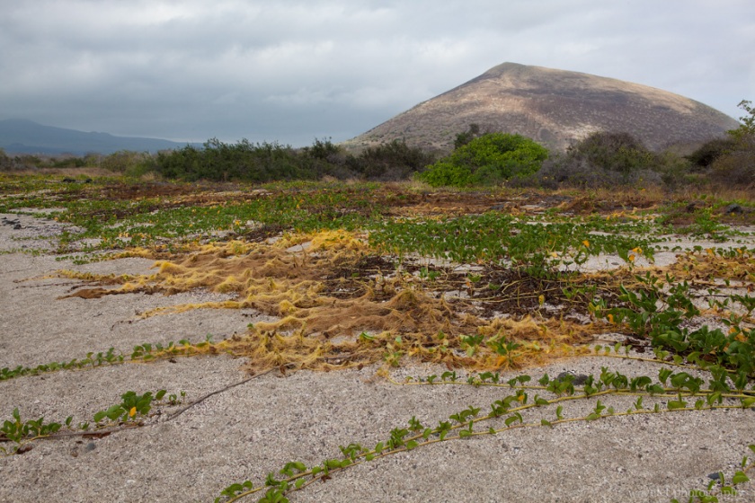 Puerto Egas, Santiago Island