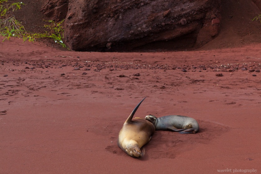 Galapagos Sea Lion, Rábida Island
