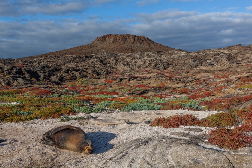 Sea Lion, Sombrero Chino, Santiago Island