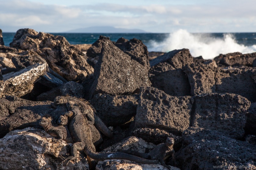 Marine Iguana, Sombrero Chino, Santiago Island