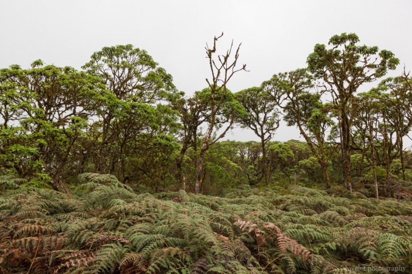 Scalesia tree, Around Twin Craters, Santa Cruz Island