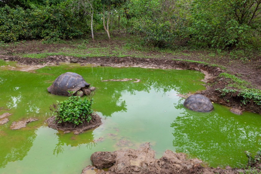 Giant Tortoises, Rancho El Manzanillo, Santa Cruz Island