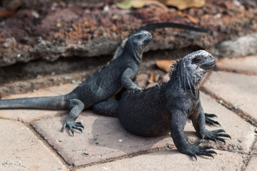 Marine Iguana, Puerto Ayora, Santa Cruz Island
