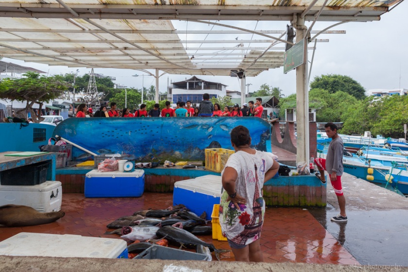 Fish Market, Puerto Ayora, Santa Cruz Island