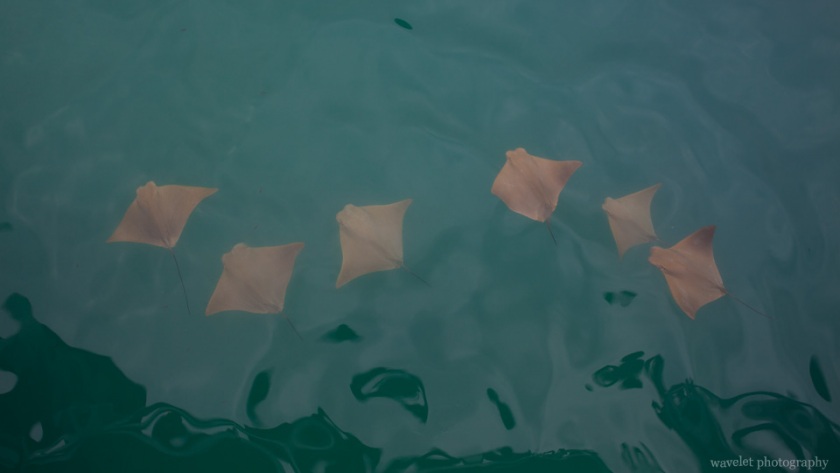 Golden Ray, Puerto Ayora, Santa Cruz Island