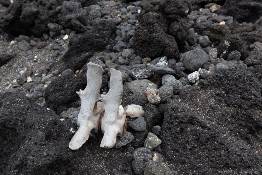 Sea line spine on the Urbina Bay beach, Isabela Island