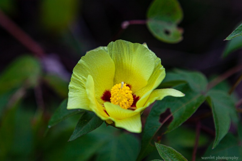 Darwin\'s cotton, Bahía Urbina, Isabela Island