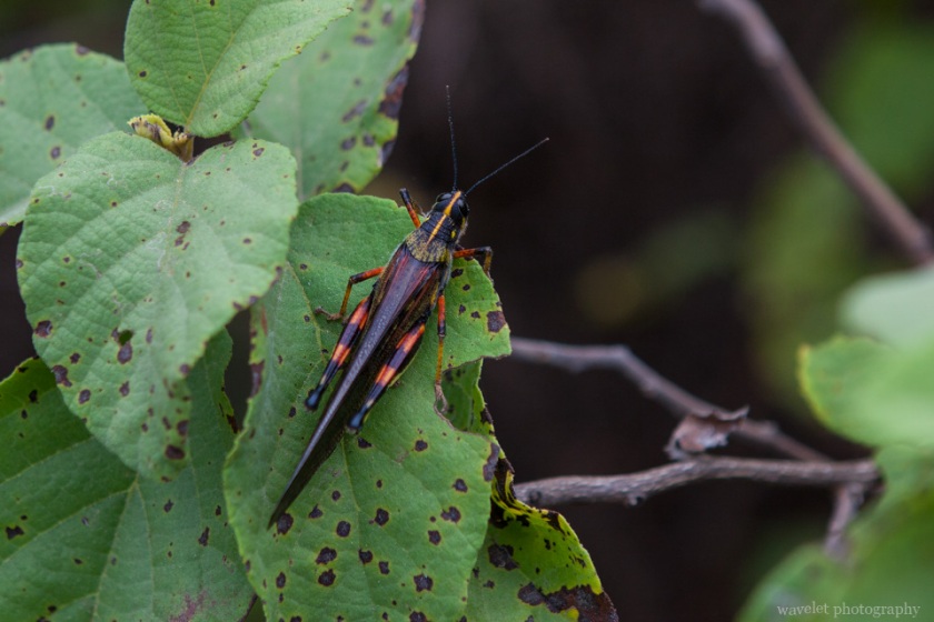 Galapagos painted locust, Bahía Urbina, Isabela Island