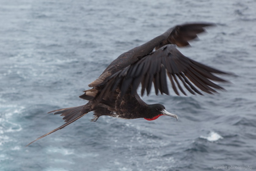 Frigate, en route to Caleta Tagus, near Isabela Island