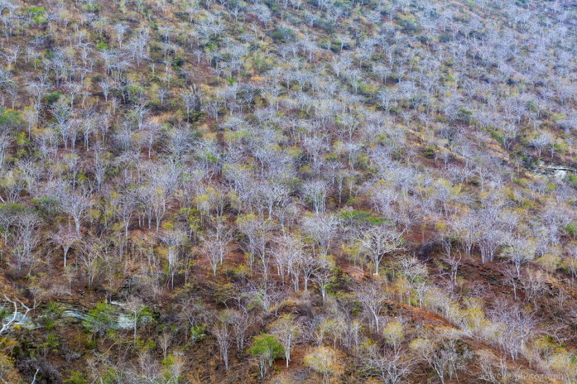 Palo Santo trees, Caleta Tagus, Isabela Island