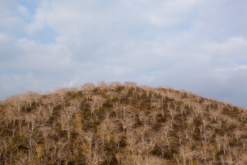 Palo Santo trees, Caleta Tagus, Isabela Island