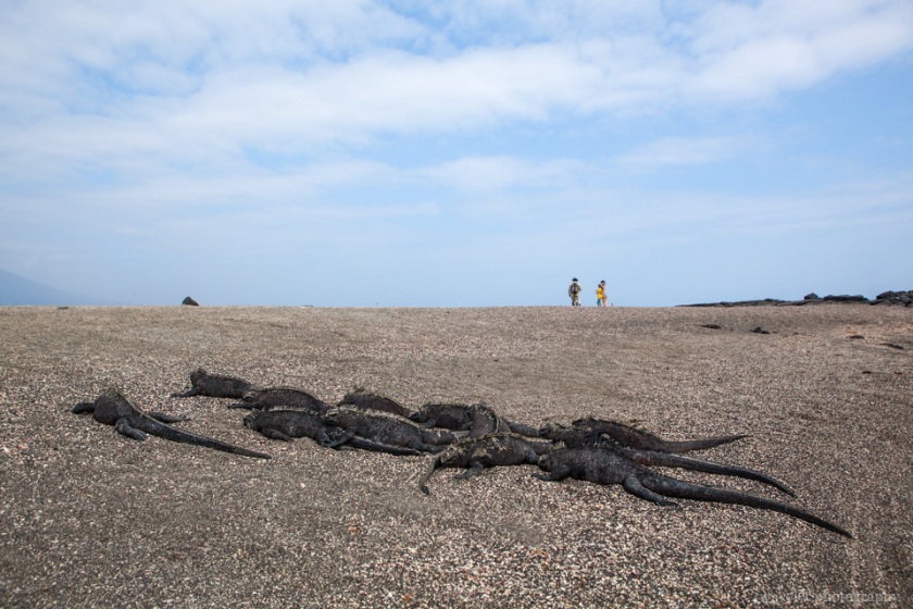 Marine Iguana,