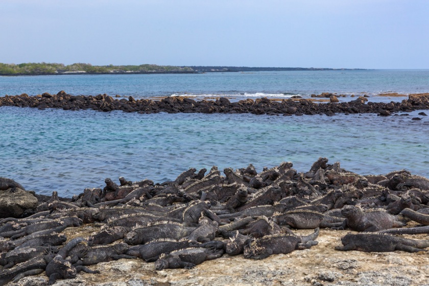 Marine Iguana, Punta Espinoza, Fernandina Island