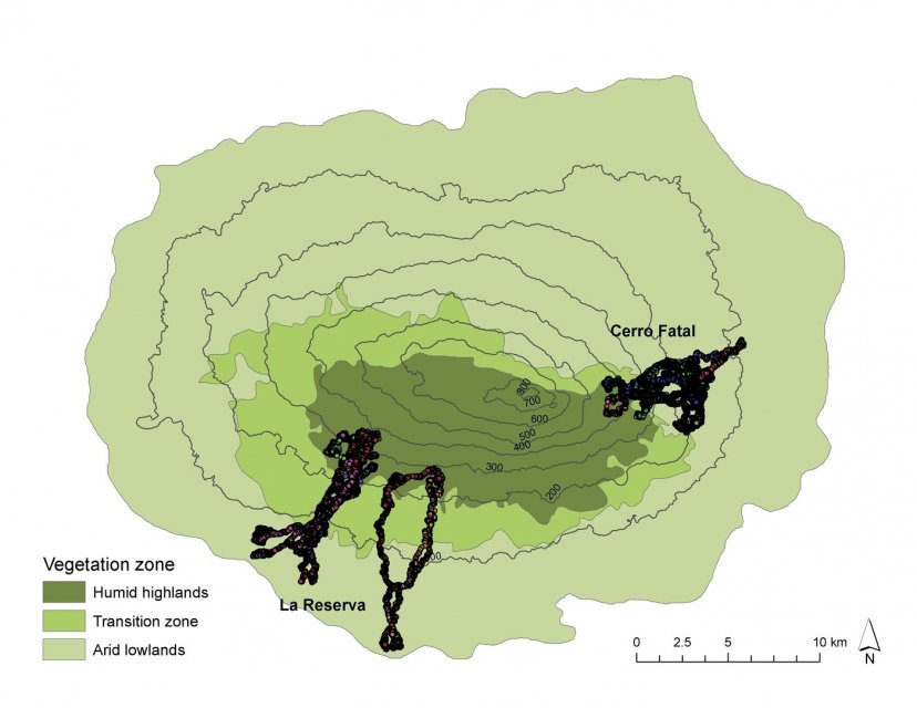 Tortoise migration routes on Santa Cruz Island