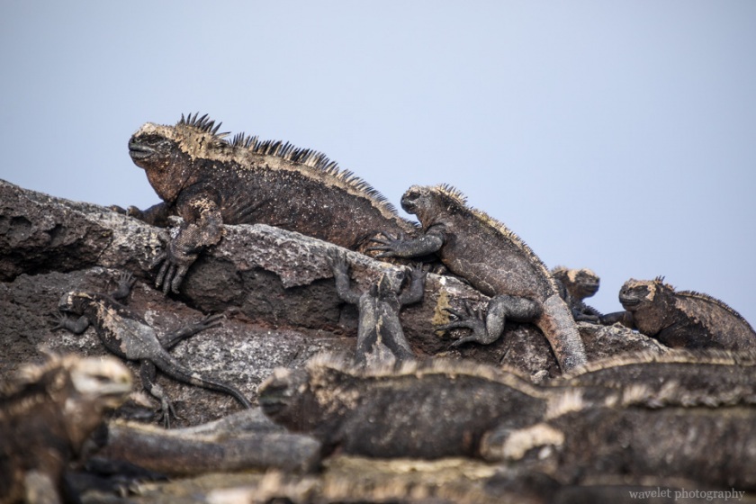 Marine Iguana, Punta Moreno, Isabela Island