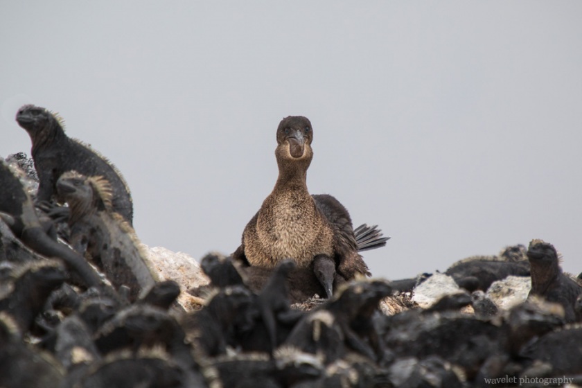 Flightless Cormorant, Punta Mangle, Fernandina Island