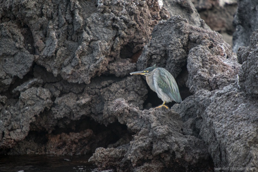 Galapagos Heron, Punta Mangle, Fernandina Island