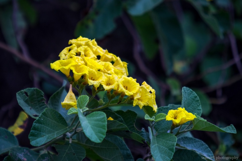 Yellow Cordia, Bahía Urbina, Isabela Island