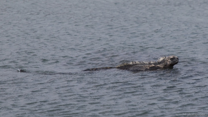 Marine Iguana, Punta Espinoza, Fernandina Island