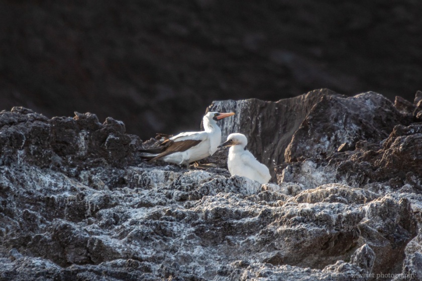 Nazca Booby, Punta Vicente Roca, Isabela Island