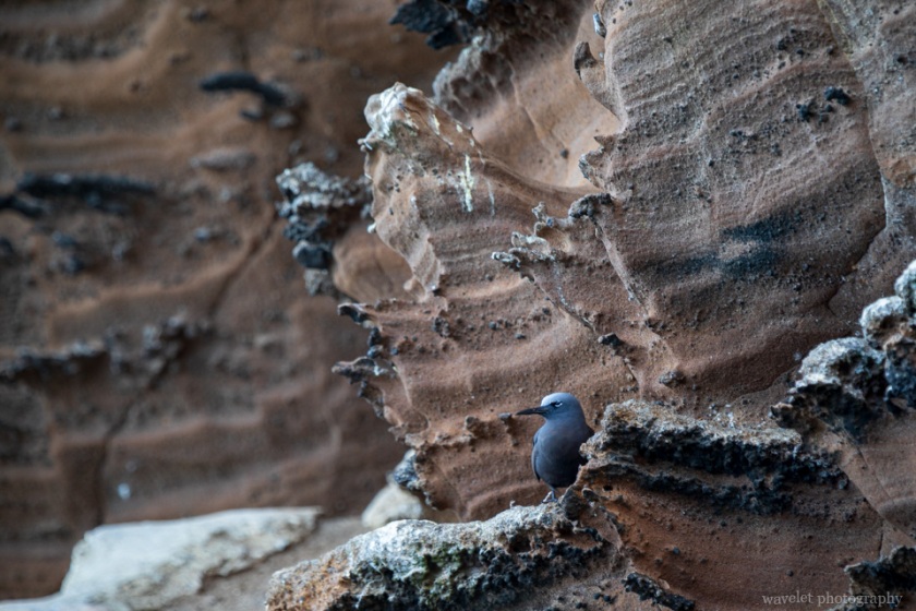 Lava Gull, Punta Vicente Roca, Isabela Island