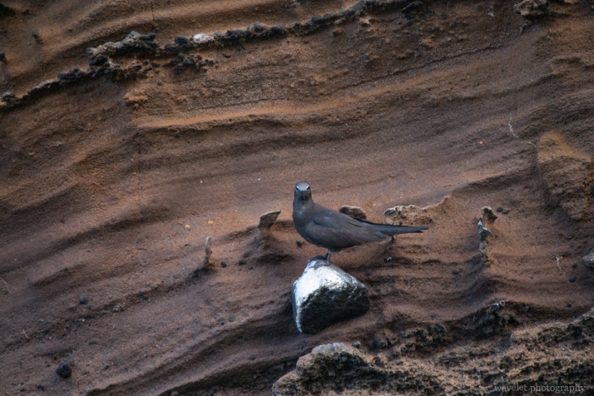 Common Noddy, Punta Vicente Roca, Isabela Island