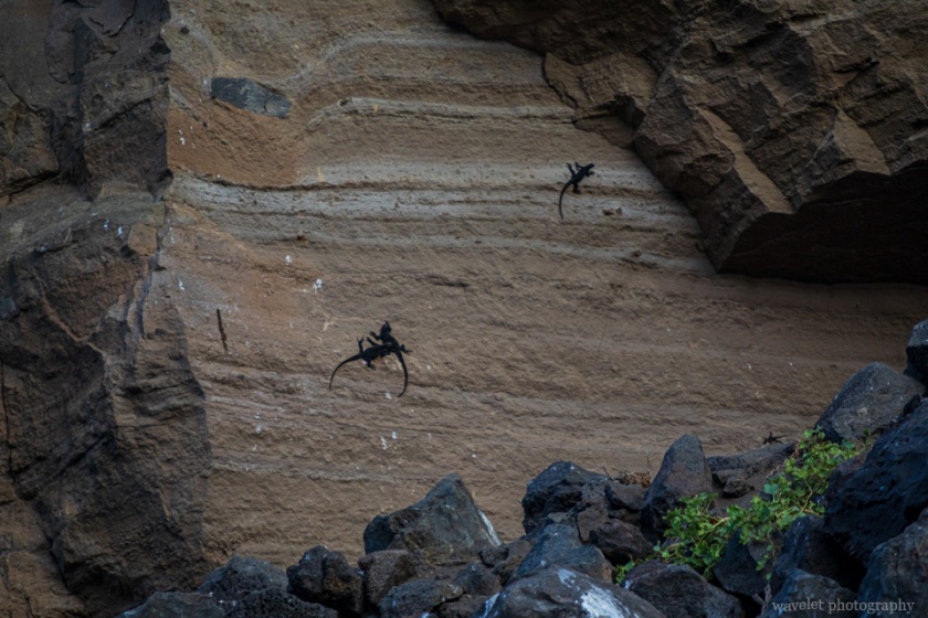 Punta Vicente Roca, Isabela Island