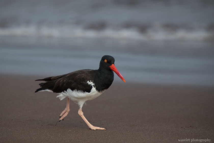 American Oystercatcher, Espumilla Beach, Santiago Island