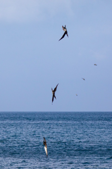 Blue-footed boobies diving, Espumilla Beach, Santiago Island