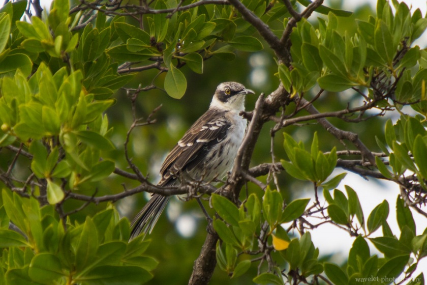 Galapagos Mockingbird, Espumilla Beach, Santiago Island