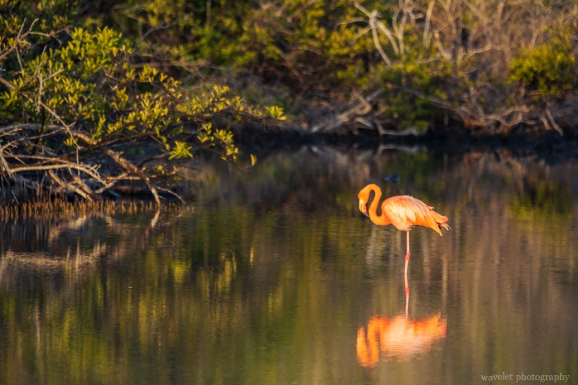 Greater Flamingo, Bachas Beach, Santa Cruz Island