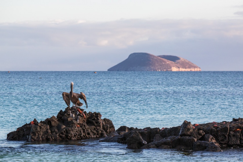 Pelican, Bachas Beach, Santa Cruz Island