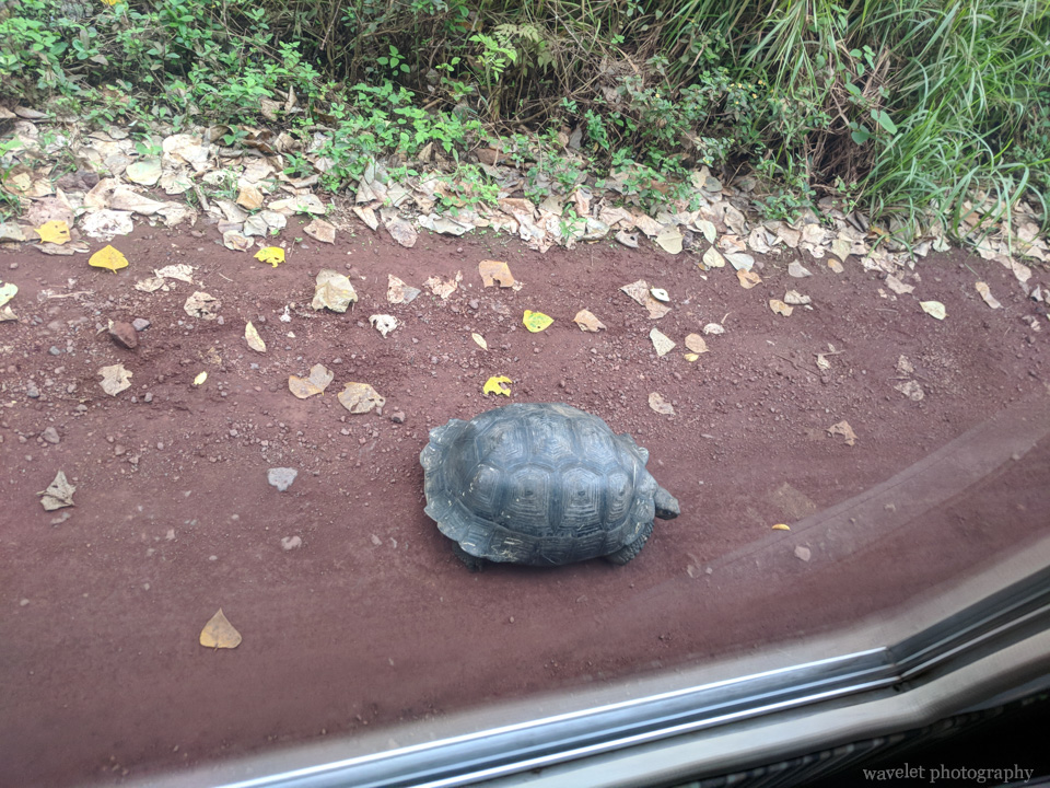 Giant Tortoises, Rancho El Manzanillo, Santa Cruz Island
