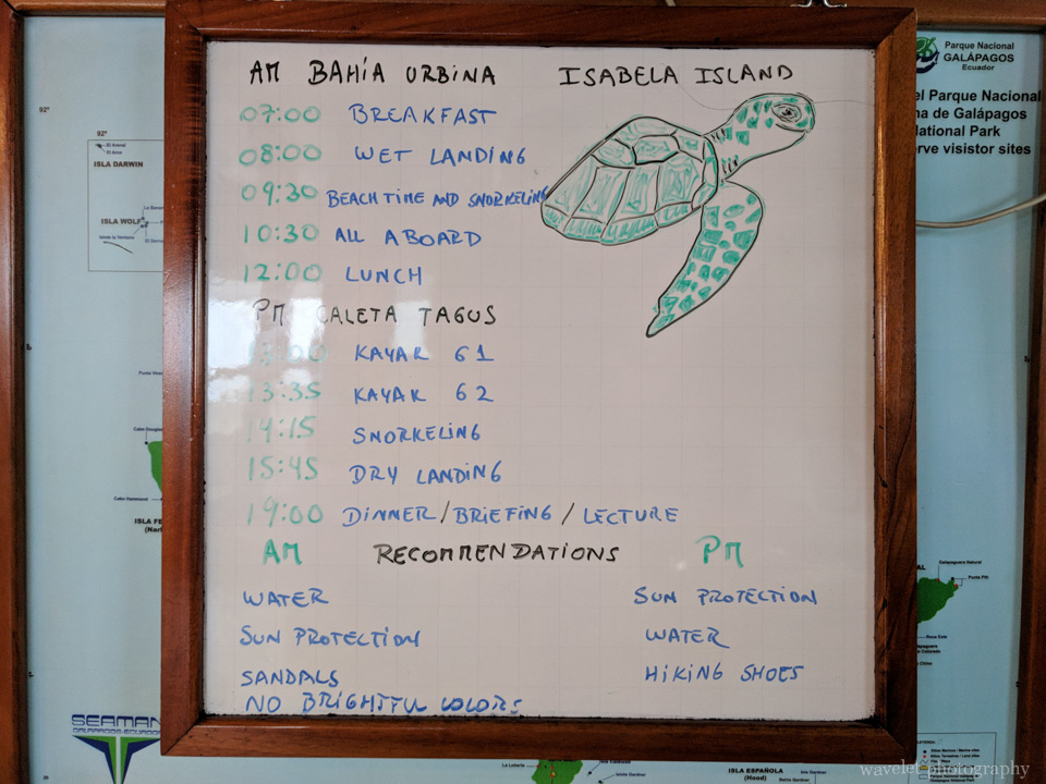 Itinerary of Bahía Urbina and Caleta Tagus, Isabela Island