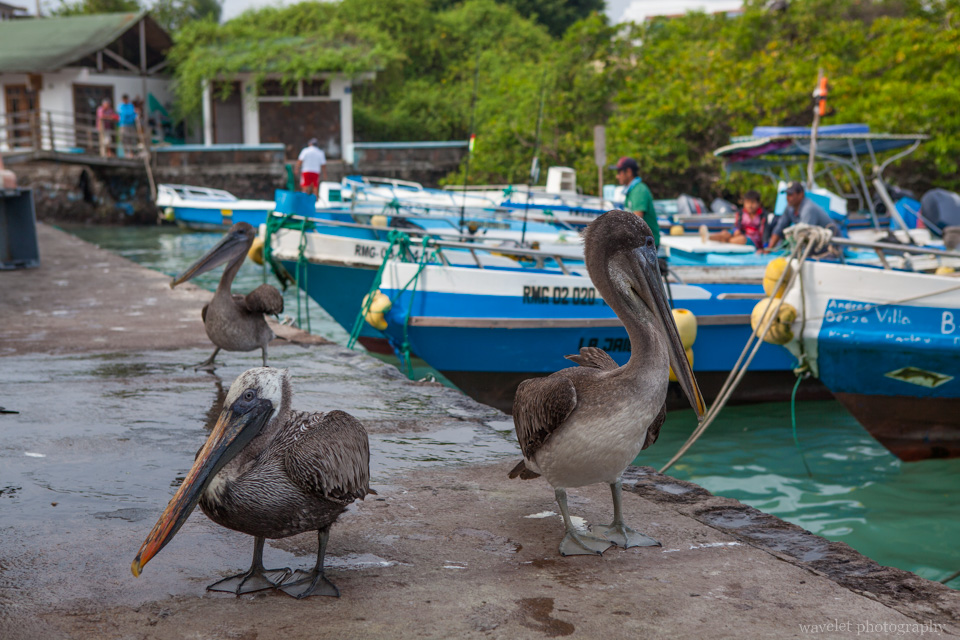 Pelicans at the fish market, Puerto Ayora, Santa Cruz Island