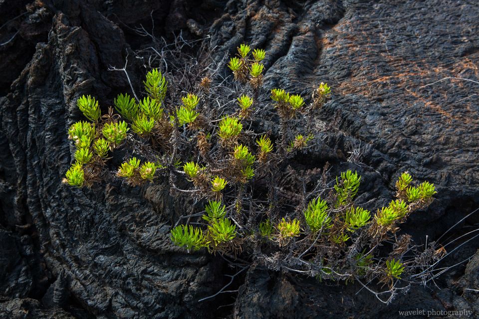 Thin Leafed Darwin\'s Shrub, Punta Moreno, Isabela Island
