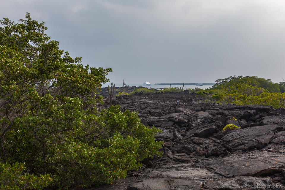 Mangroves and lava field, Punta Moreno, Isabela Island