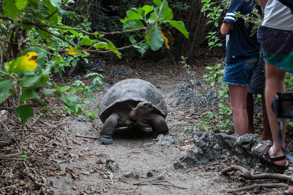 Giant Tortoises, Bahía Urbina, Isabela Island